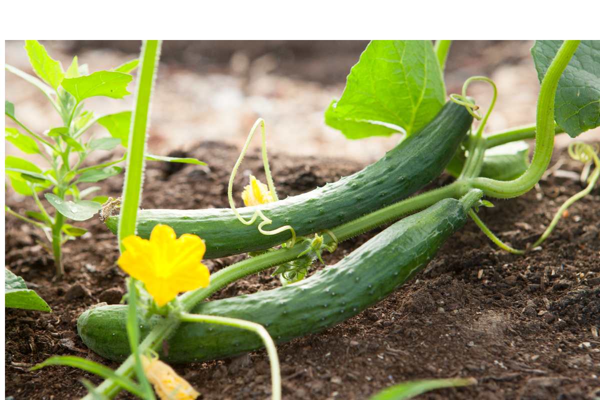 Cucumbers-on-the-vine