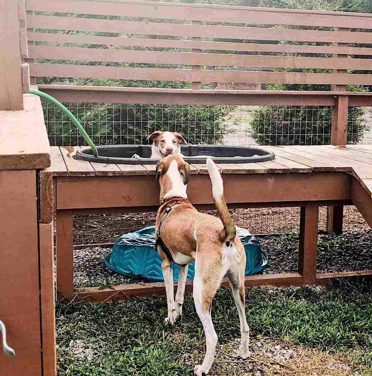 Dog Park Envoy
