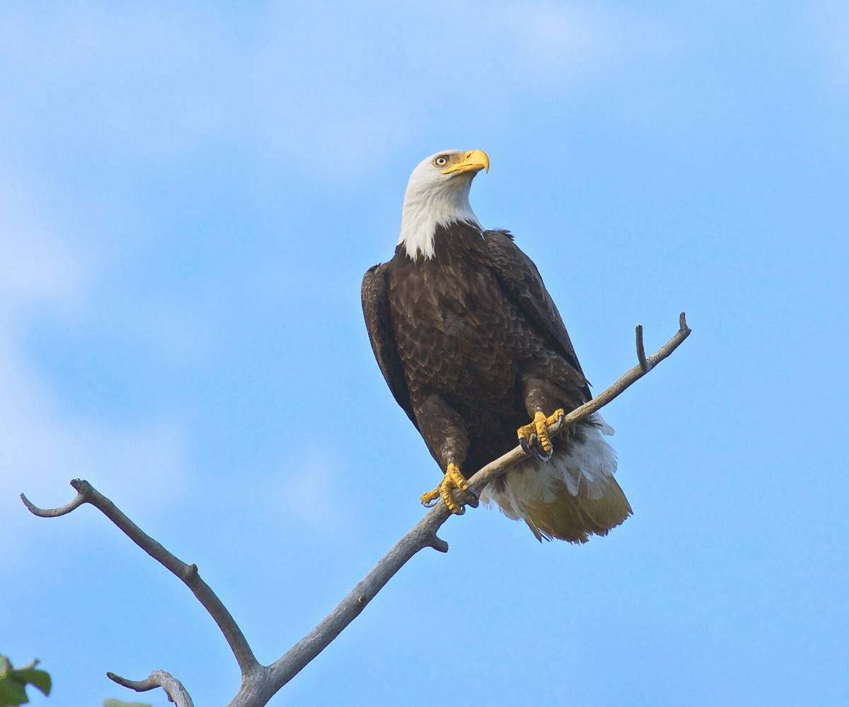 Eagle