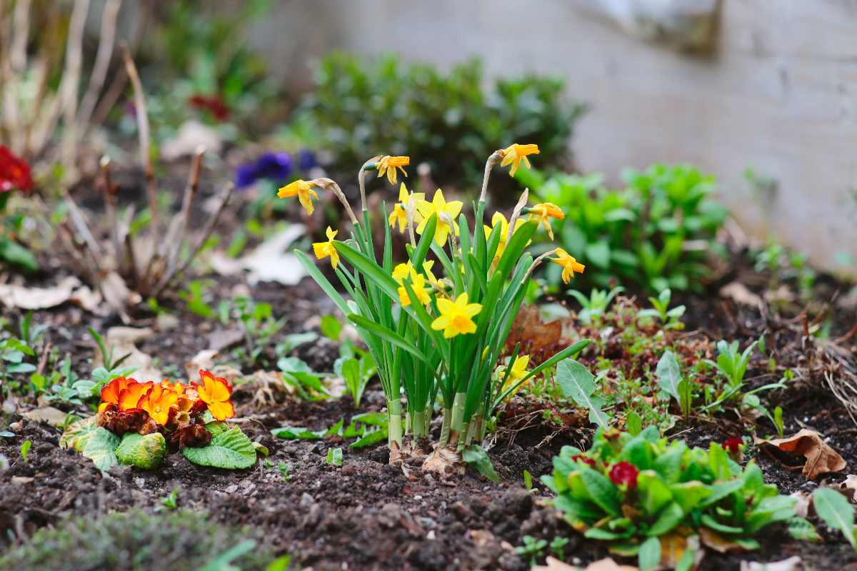 Flowers-in-garden-bed