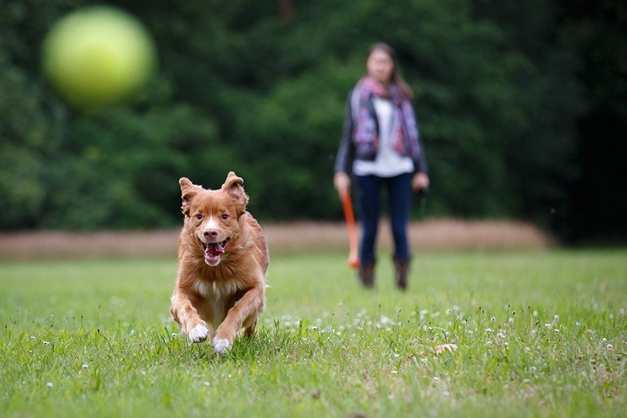 Lakeshore Amenity 7 - Dog Park Lakeshore Amenity 7 - Dog Park