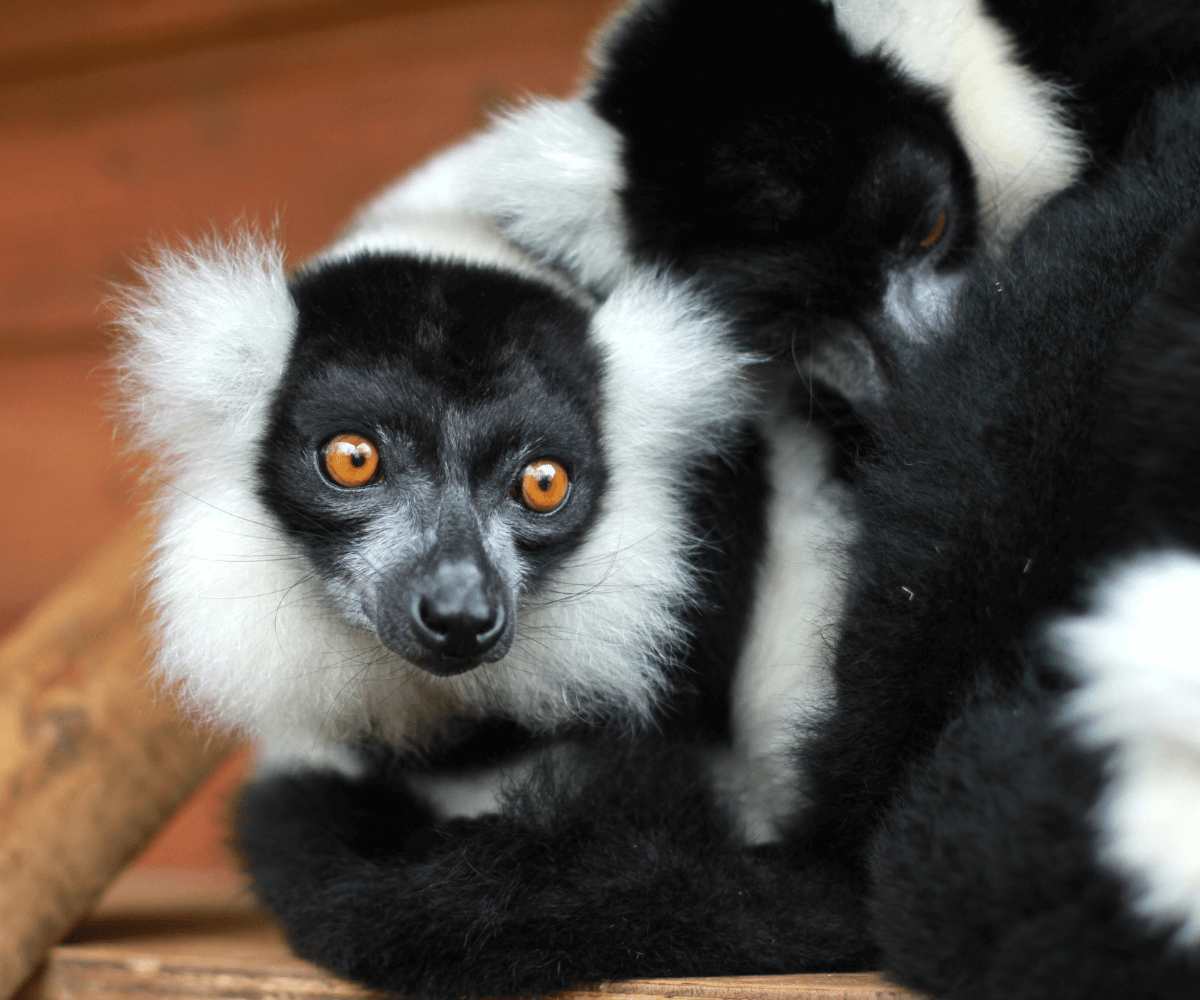 Lemur