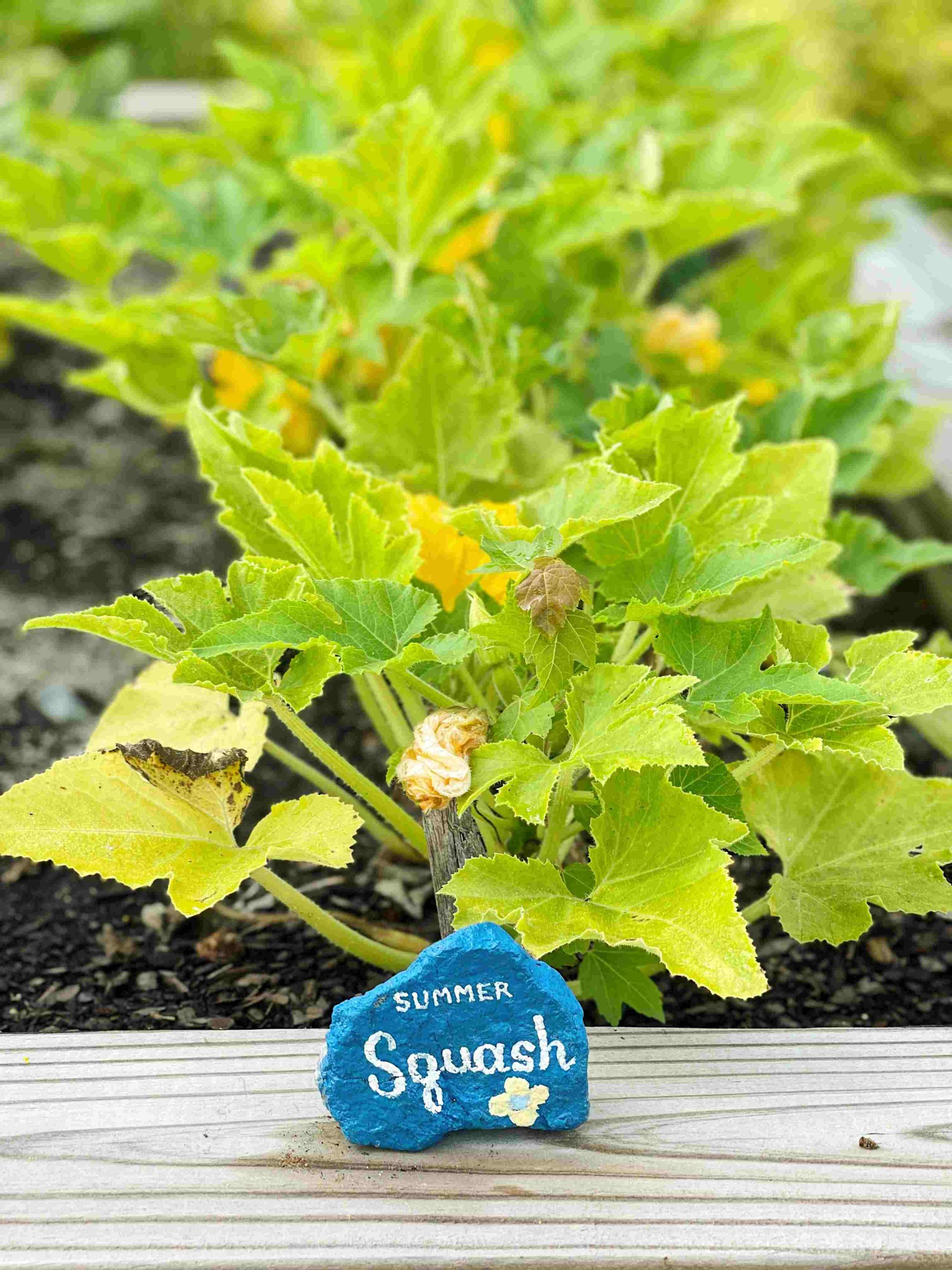 Summer-squash-scaled