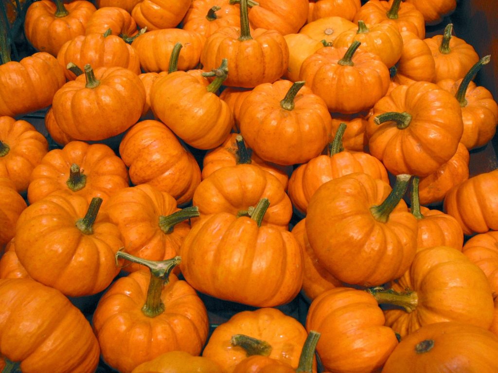 pumpkin pumpkin