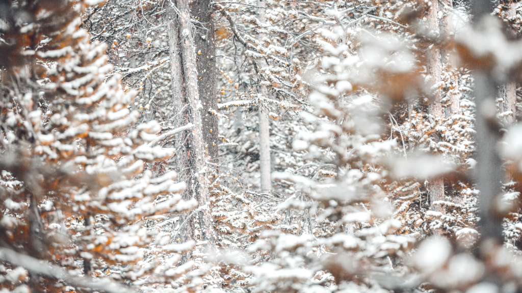 whitechristmas whitechristmas